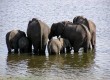 Elephant family in Botswana 