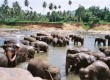 Elephant sanctuary a Pinnawala, near Kandy, Sri Lanka (photo: Frankie Elliott)