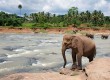 Elephants in Sri Lanka 