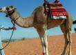 Enjoy an Arabian adventure (photo: Thinkstock) 