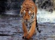 Follow the world's big cats