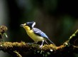 Foromosan Yellow Tit, Taiwan (photo: Tourism Bureau, Ministry of Transportation & Communications , R.O.C.)