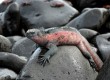 The Galapagos Islands are home to an array of wildlife