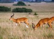 Gazelle can be spotted in the vast African Safari park  