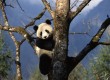 Get up close to the magnificent Giant Panda in China 