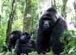 Gorillas in the wild