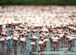 Hang out with the flamingos in Yucatan, Mexico