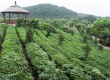 Hangzhou is China's tea capital  