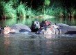 Hippo watching in South Africa's wetlands