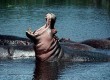 Hippos are some of the wild animals you can see in north-west Ghana