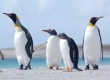 Holiday ideas in the Falkland Islands