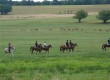 Horse riding and deer in Borovets, Bulgaria (photo: Kathy Carter)