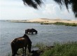 Horses grazing in the shade, Mui Ne beach, Vietnam