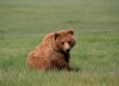 Katmai National Park is one of the most famous bear-spotting areas on the planet 