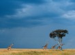 Kenya is the most popular safari destination in the world  