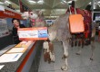 Kokoso the camel visited London Stansted Airport yesterday morning  