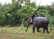 Learn how to be a mahout for a day in Thailand 