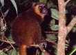 Lemurs are under threat from hunters and deforestation 