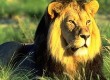 Looking after lions in South Africa proved very popular 