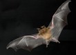 Travellers can see millions of bats in flight in Zambia
