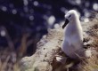 Nature holidays on the Falkland Islands