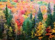 New England is famous for its Fall foliage 