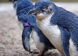 Penguins on the Falkland Islands