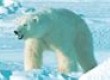 Polar Bear moving across the Arctic