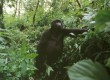 Rwanda's amazing mountain gorillas
