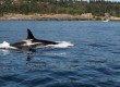 Sail alongside whales in Canada