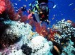 Scuba diving honeymoons (photo: Thinkstock)