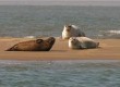 Seals on the GalÃ¡pagos Islands 