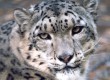 Search for the elusive snow leopards of Ladakh 