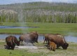 See geysers in Yellowstone National Park