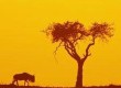 See the sites of Africa