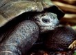 See tortoises up close at the Charles Darwin Research Center in the Galapagos Islands