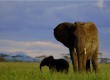 Spot the big five on safari in Africa