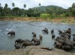 Sri Lanka is renowned for the largest concentration of Asian elephants in the world.  