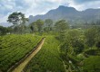 Sri Lanka tea plantations