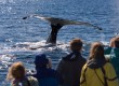 Study humpback, Minke and killer whales on the cruise 