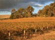 The Barossa Valley is situated an hour from Adelaide (photo: Natasha von Geldern) 