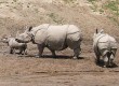 The money will be used to help endangered rhinos.