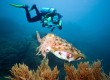 The Red Sea boasts great diving 