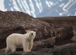 The undisputed king of the Arctic: the Ursus maritimus, or polar bear to his friends  