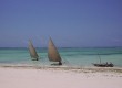 Traditional dhows roam the seas in Zanzibar 