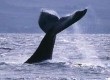 Travellers can see whales off the coast of Colombia