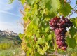 France is famous for its wine regions 