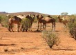 Winner could be working in Australia with 35 camels in the desert! 