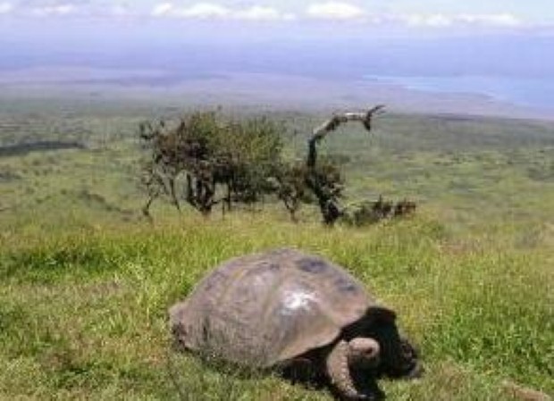 Where to become a conservation volunteer in Latin America 