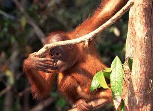 Help Malaysia's orangutans on a gap year